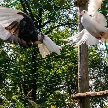 Pod Skrzydlem I Kopytkiem Bachowice