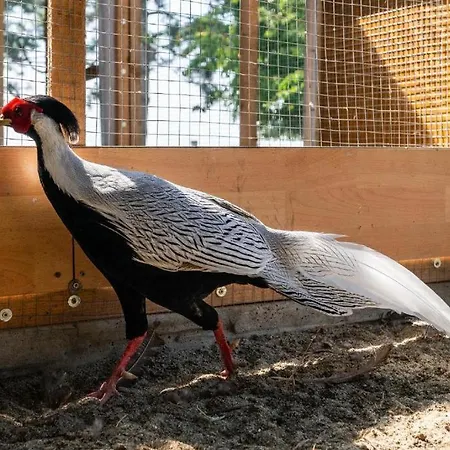 Lantgård Pod Skrzydlem I Kopytkiem *